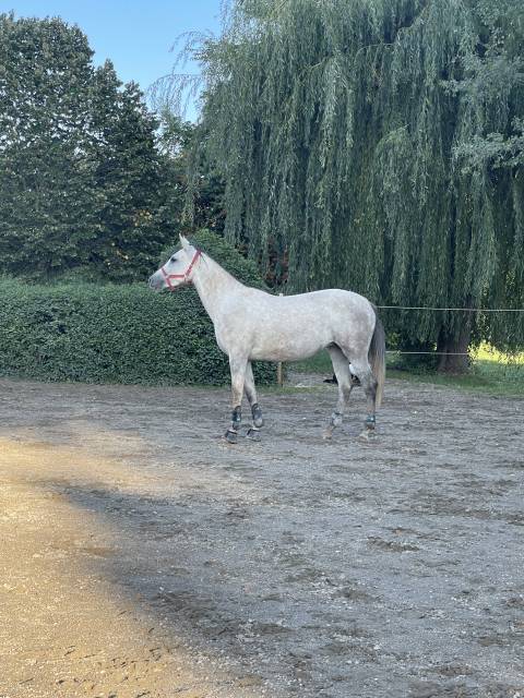 Jument balade  - randonnées