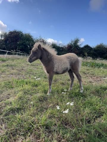 Peppermint du celt - mini shetland