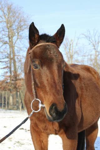 Jument pur-sang anglais • 2014 • ~1,55 m • 1600 €