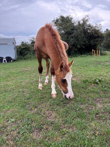 Poulain criollo 6 mois entier 