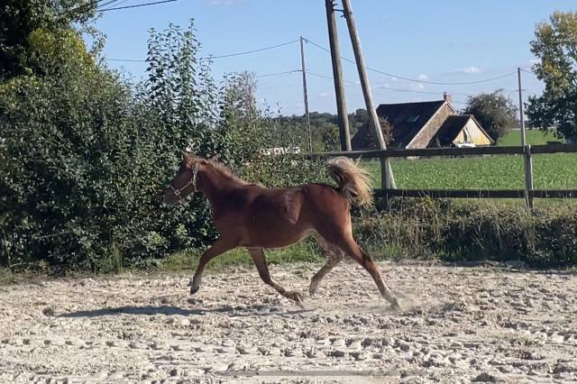 Pouliche o extra sport !