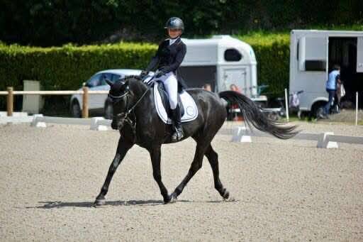 Poney de sport