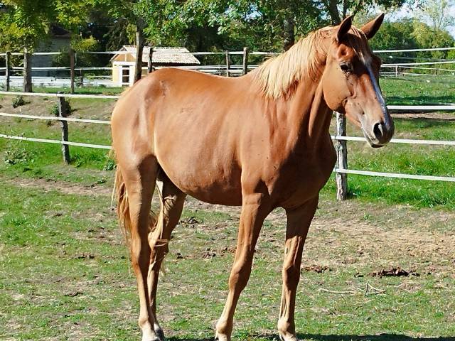 Magnifique pouliche 2 ans