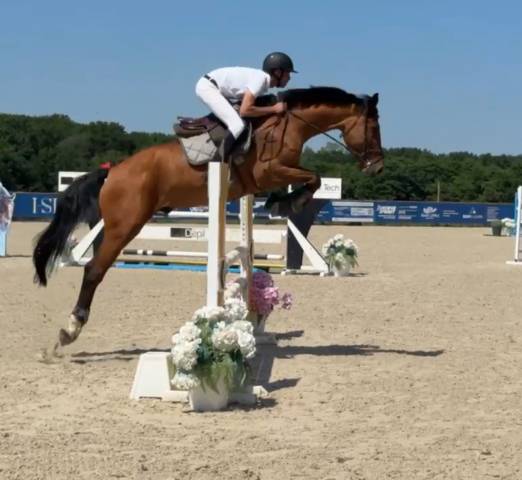 Cheval de 8 ans