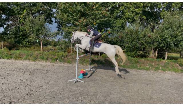 Magnifique cheval