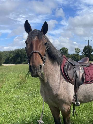 Super ponette d