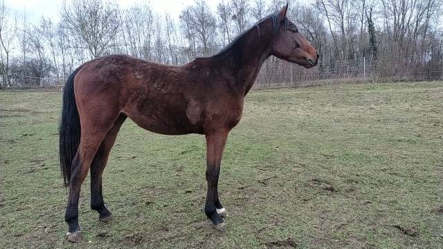 Joli mâle par ugano sitte