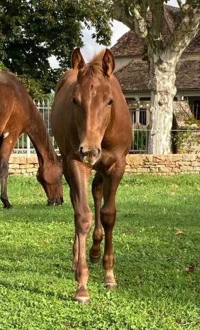 Pouliche quarter horse