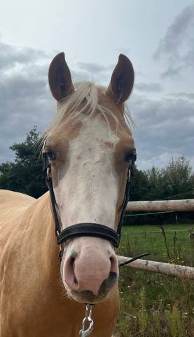 Pie palomino recherce sa famille