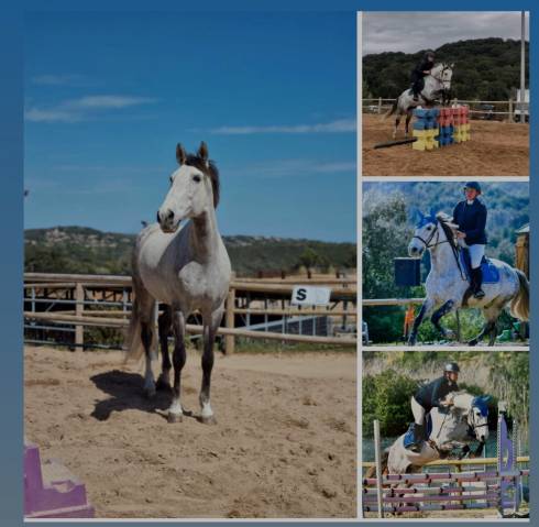 Cheval de cso et de dressage