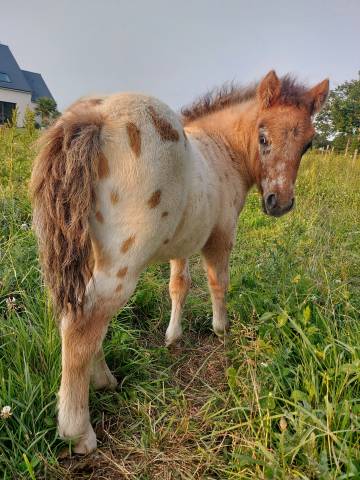 Poulain poney × shetland