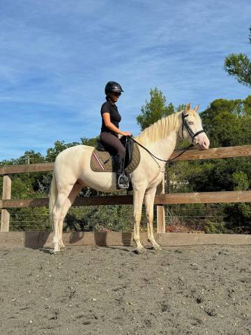 2 hongres espagnol cso/dress