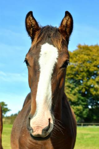 Poulain welsh part bred