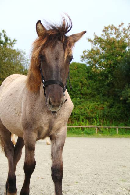 Pouliche highland