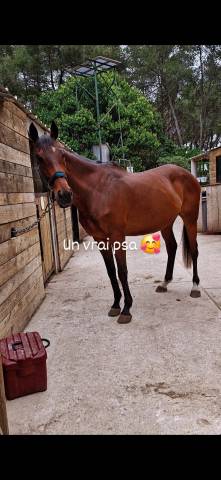 Demi pension caillotin psa 10ans 1m70