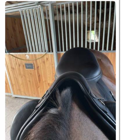 Selle dressage équipe 