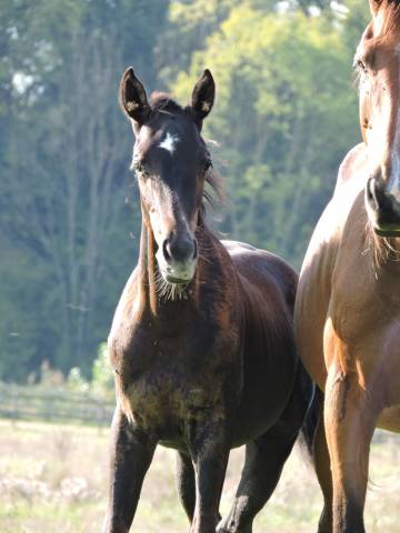 Foal par colestus