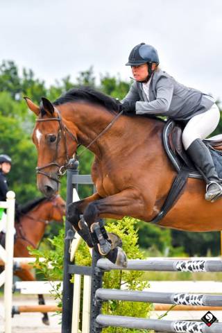 Cheval selle francise