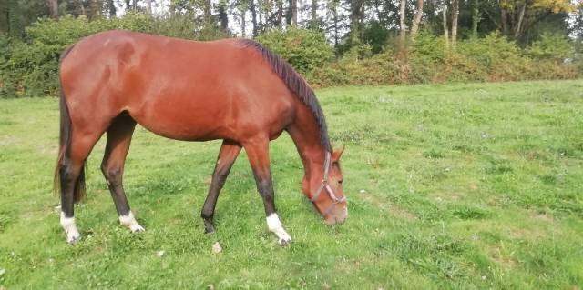 Jument par good pleasure semilly