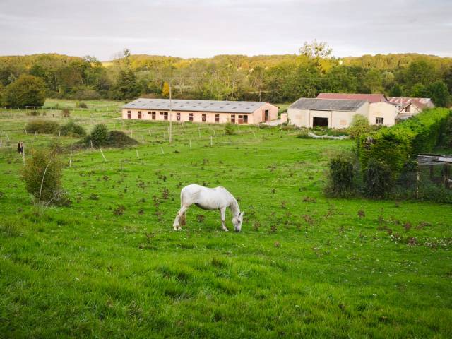 Haras d'élevage de chevaux, 26ha.