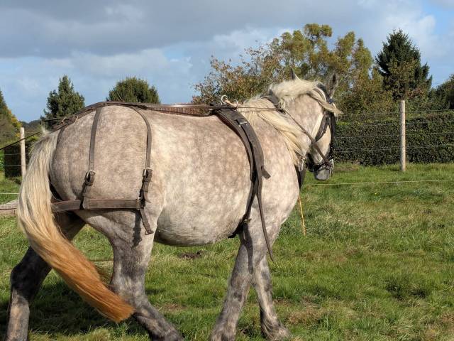 Jument boulonnaise