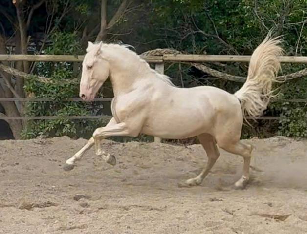 Perlino 3 ans