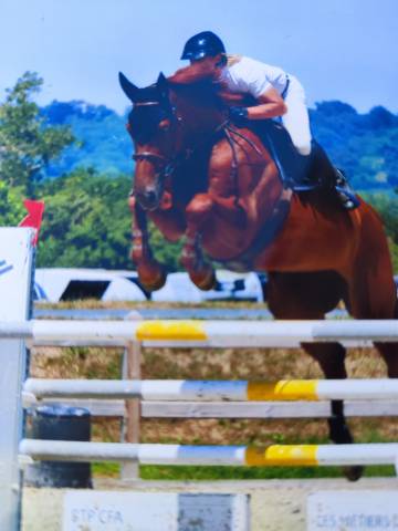 Hongre 7 ans pour amateur elite