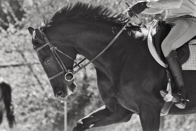 Demi pension cheval de sport