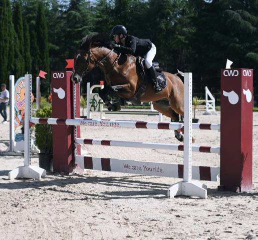 Poney d étalon à louer 