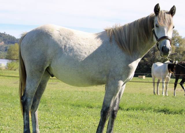 Poulain connemara 2 ans en 2026 