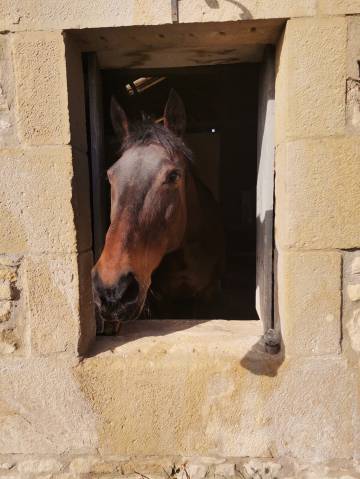Belle jument 