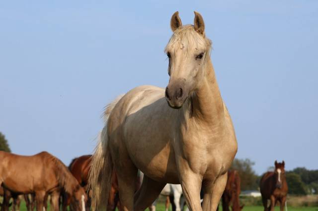 à confier ponette