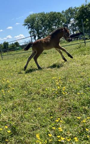 Poney oc taille b