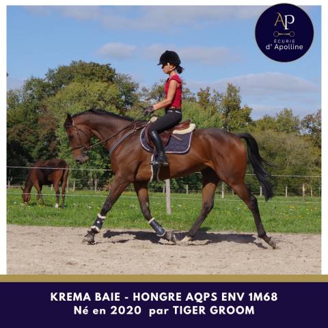 Aqps 5 ans env 1m68 top cheval