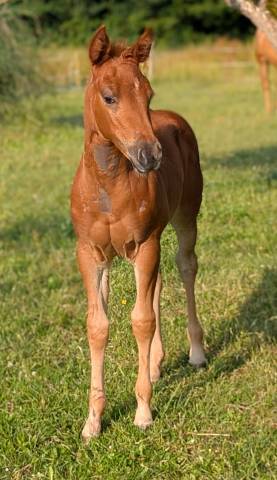 Pouliche quarter horse 