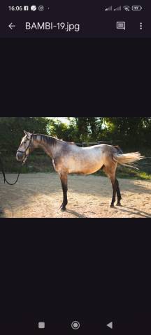 Hongre 3 ans selle francais 