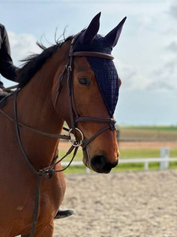 Nemesis d'hoogpoort / jument / 6 ans / cso 