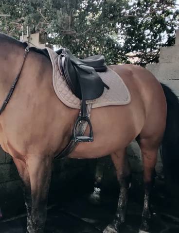 Selle équipe expression