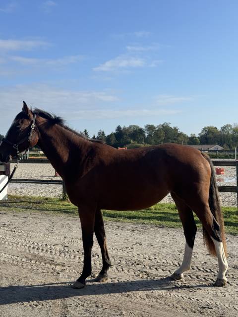 Jument 3 ans (everblue x argentinus) 