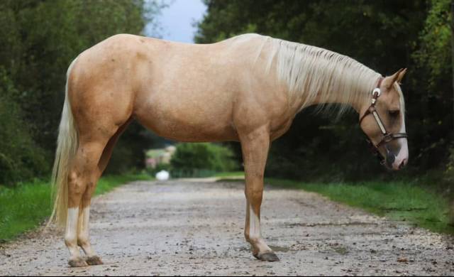 Jument qh de 2022