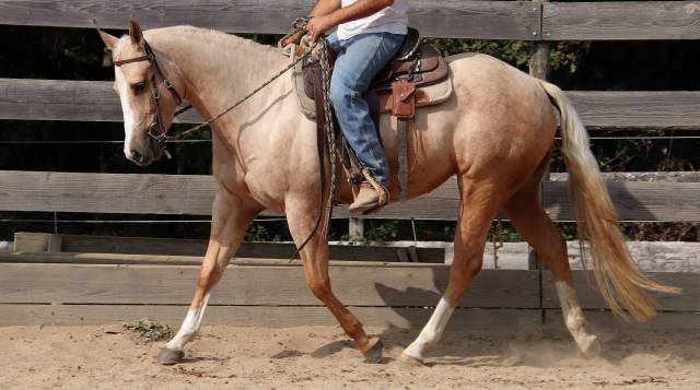 Jument quarter horse pp de 2022