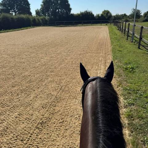 Pension chevaux ecurie dressage
