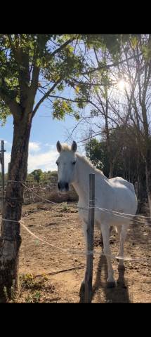 Jument onc à confier