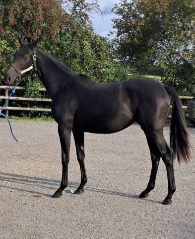 Pouliche yearling aqps