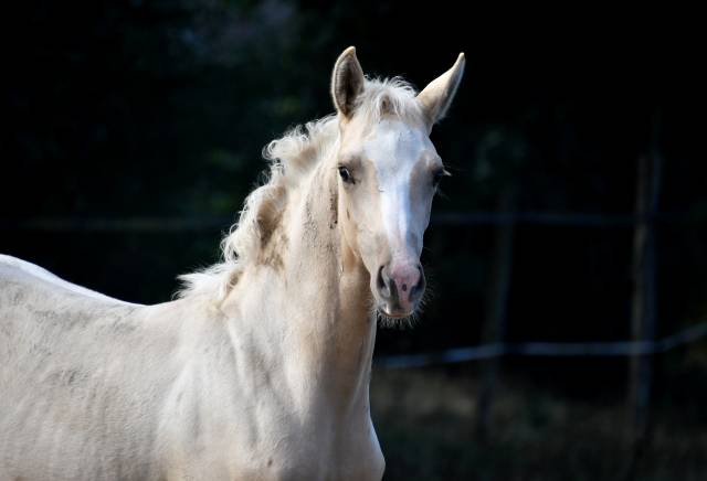 Sublime pouliche bwp palomino