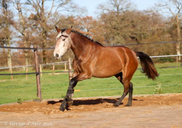 Jument origines lusitanienne oc