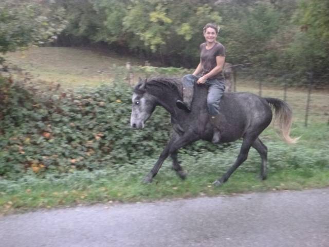 Vends chevaux dressage ethologique