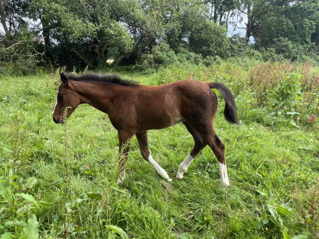 Foal  jocker d’euskady