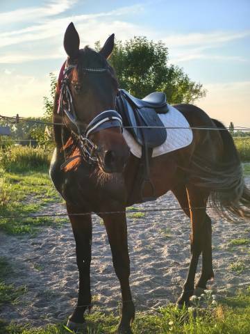 Cheval à vendre ( urgence boucherie)