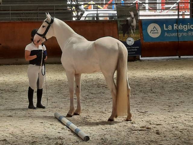 Joli cheval barbe blanc hongre